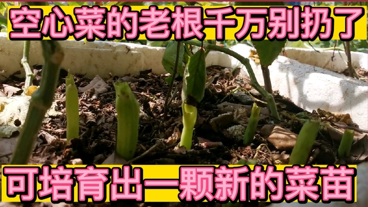 空心菜的老根千万别扔可培育成一颗新的菜苗