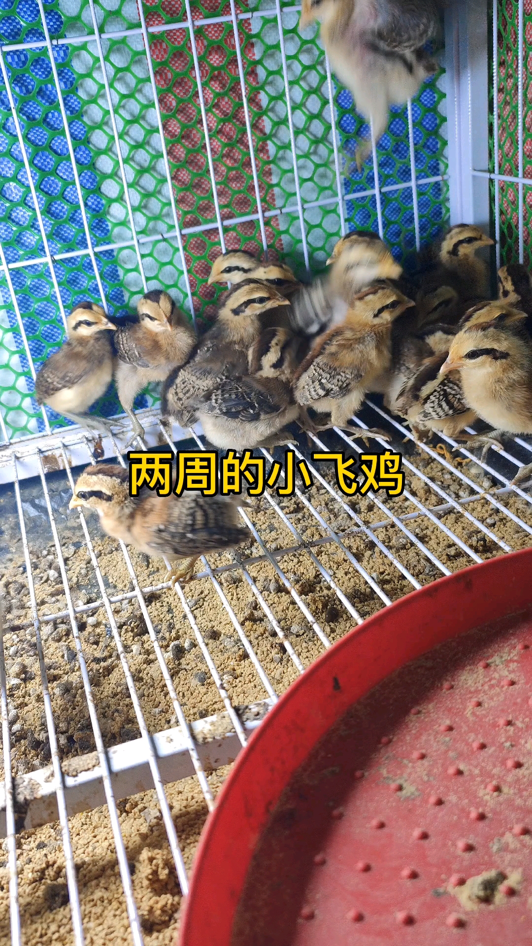 #飞鸡中的战斗鸡#两周的小飞鸡
