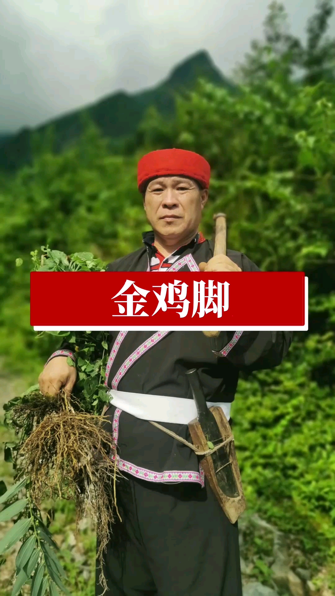 金鸡脚为什么叫金鸡脚?