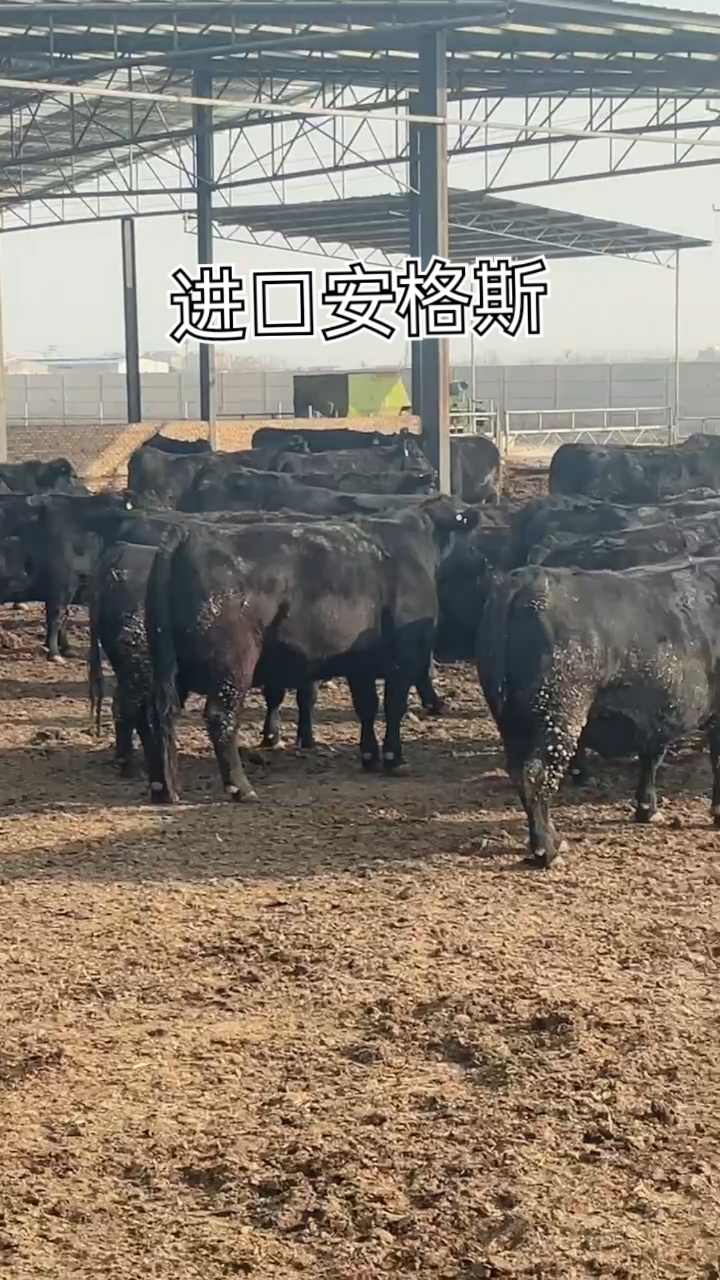 #养牛#安格斯牛必须用干草饲养,脂肪才能分布均匀,产出来的肉才叫雪花牛肉