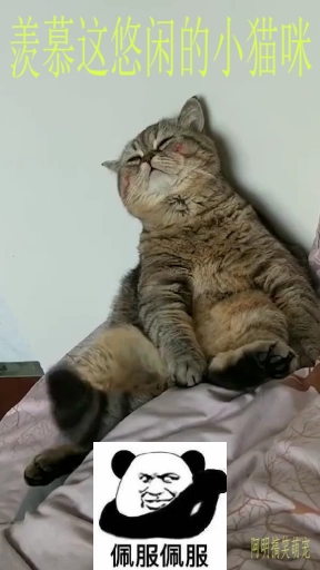 你这猫咪画腮红了吧?这脸咋这么红呢,哈哈哈哈