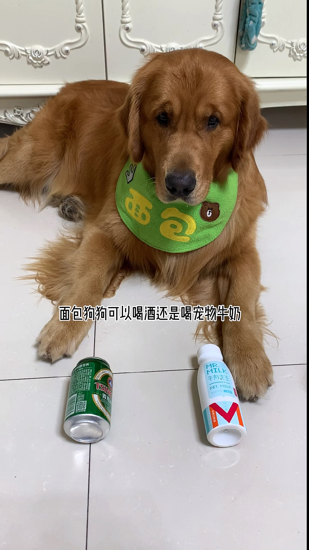 #神宠来袭#会选择的狗狗