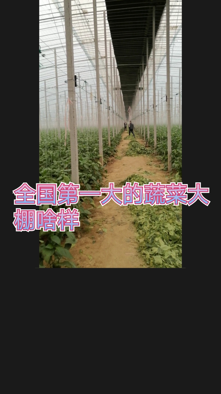 全国第一大的蔬菜大棚,这一棚出多少斤