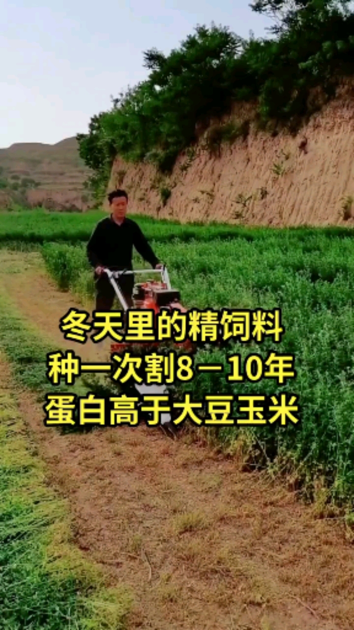 #高产牧草种子#能过冬的牧草紫花苜蓿草冬天的精饲料蛋白含量是玉米大豆的两倍!