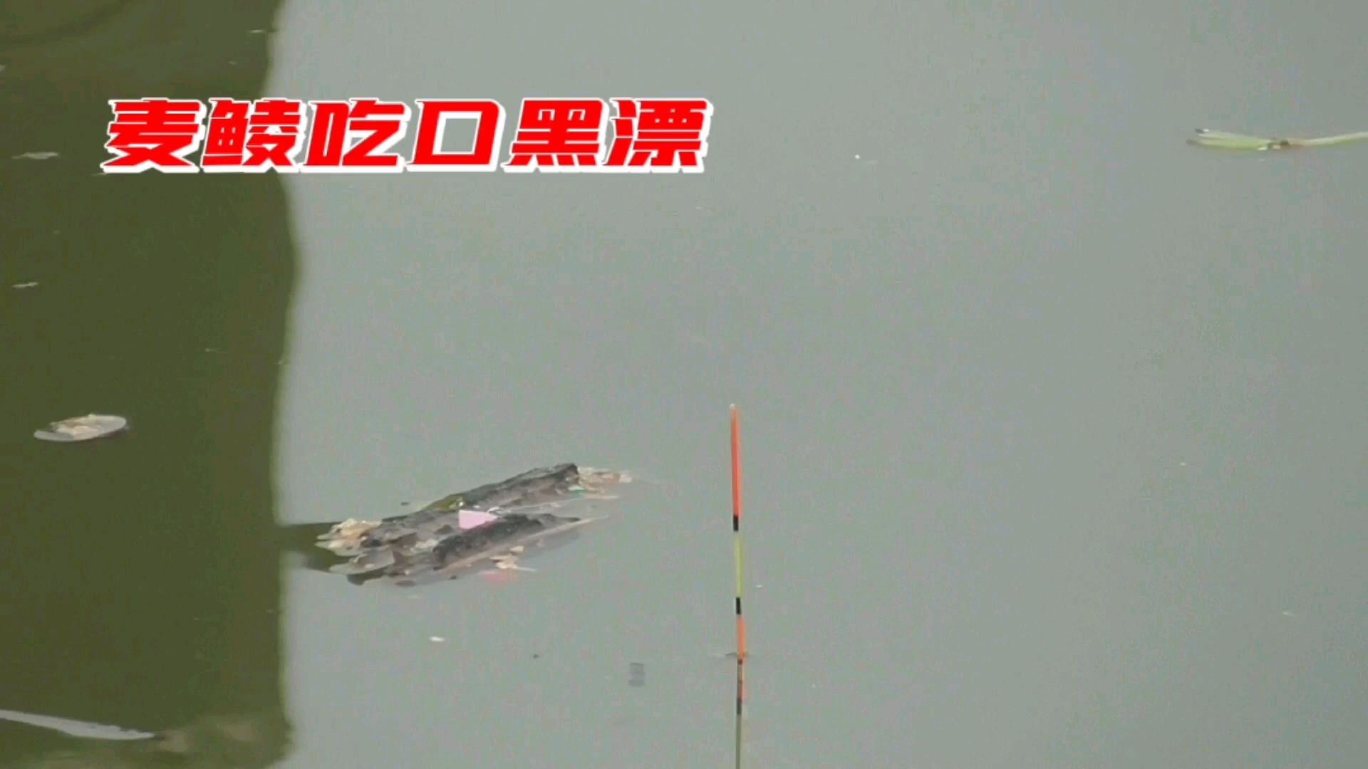 #钓鱼#麦鲮鱼来口漂亮直接黑漂