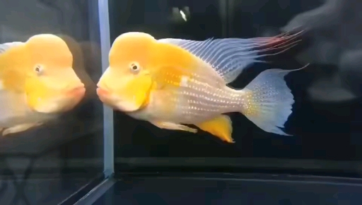 #观赏鱼#巨头白子关刀18-20cm少有懂的来