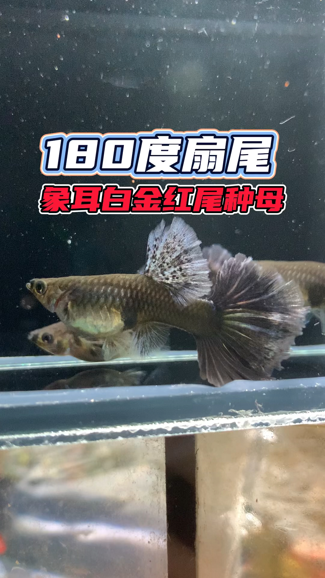 180度扇尾象耳白金红尾种母,仔细看有褶扇感觉哦#观赏鱼#孔雀鱼#养鱼日记