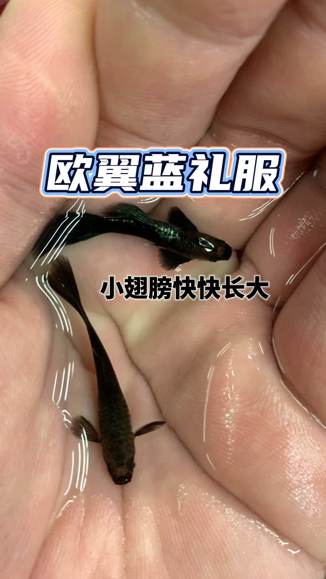 #观赏鱼#欧翼蓝礼服小翅膀快快长大哦#孔雀鱼#养鱼日记#观赏鱼#养鱼日常#水族