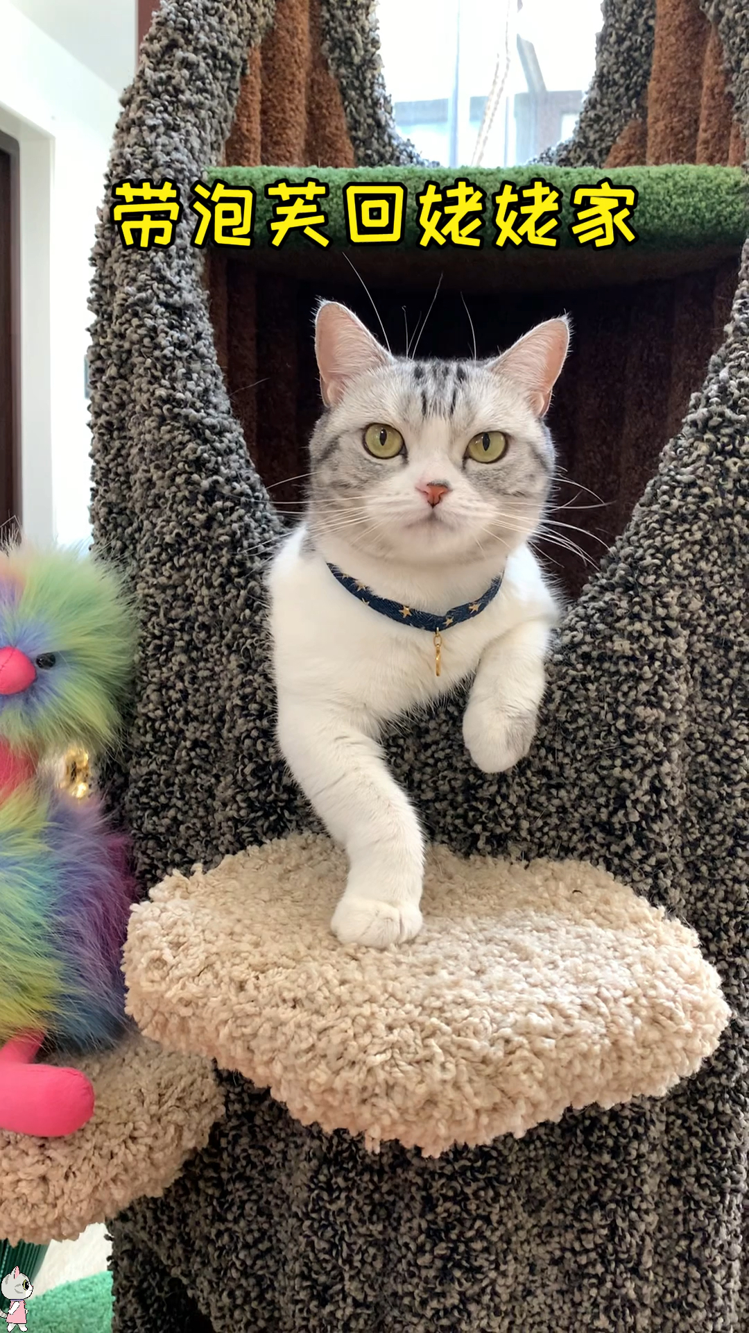 #猫咪日记#以后泡芙回老家也有小伙伴玩了