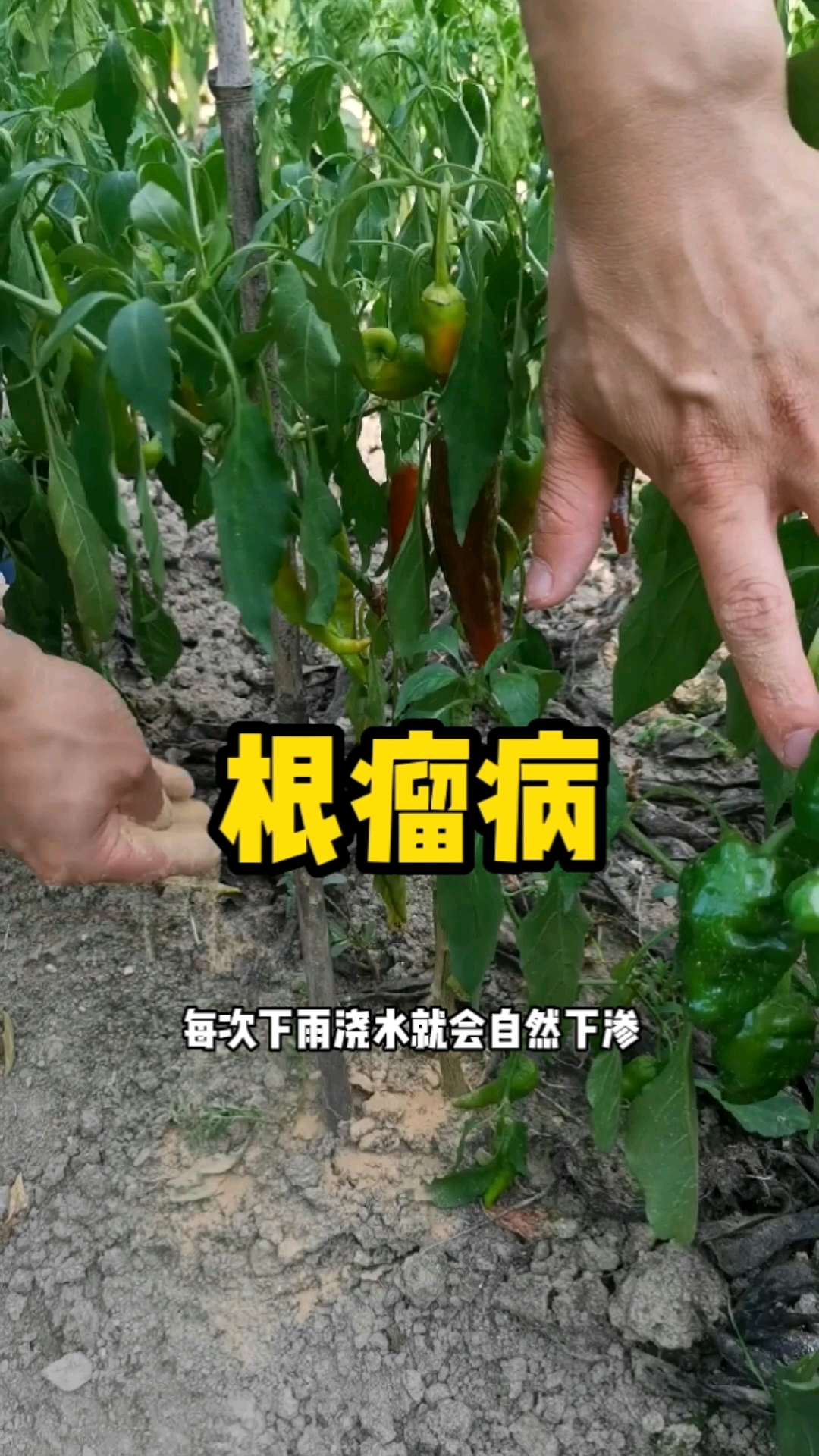 #分享养花经验#种菜养花都会遇到的根瘤病,不打药也能搞定!