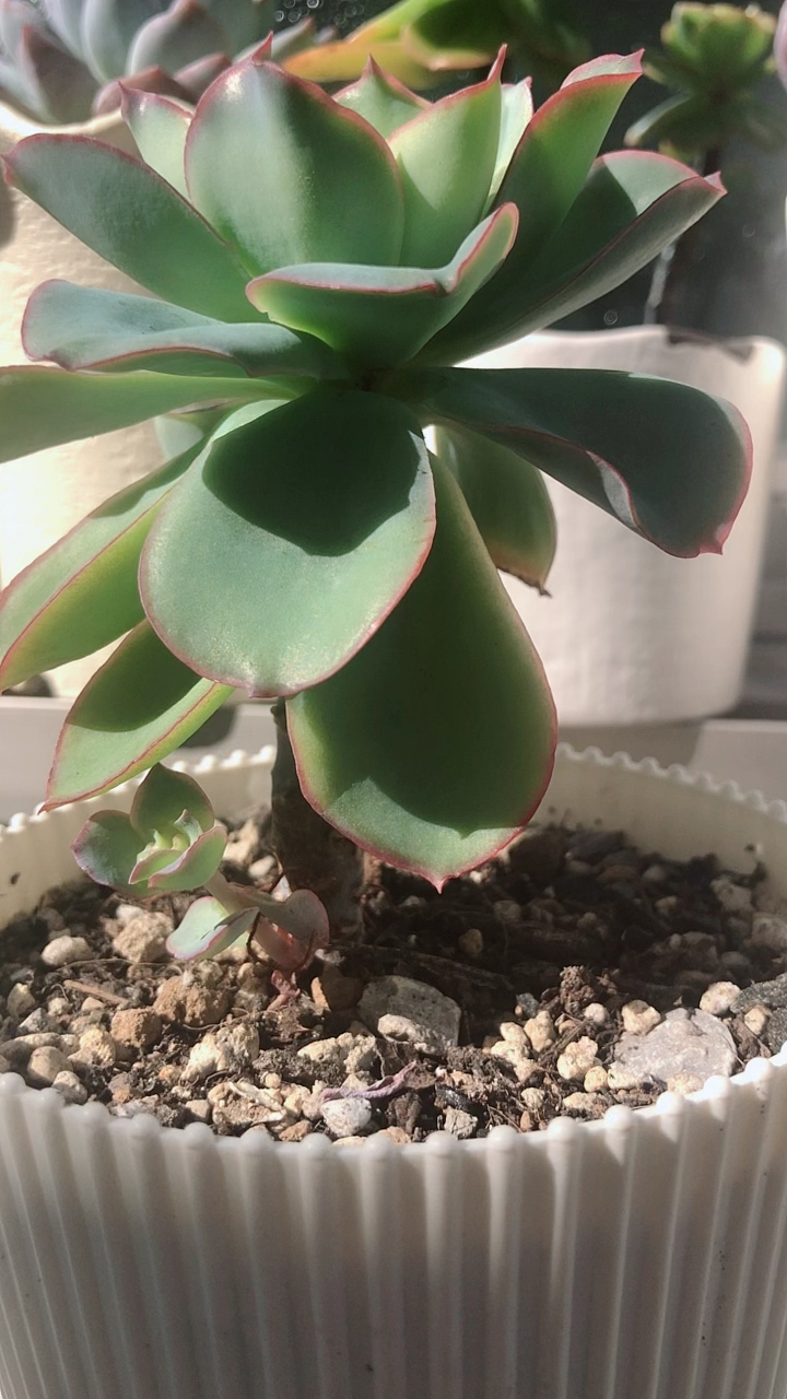 柠檬王子小老桩