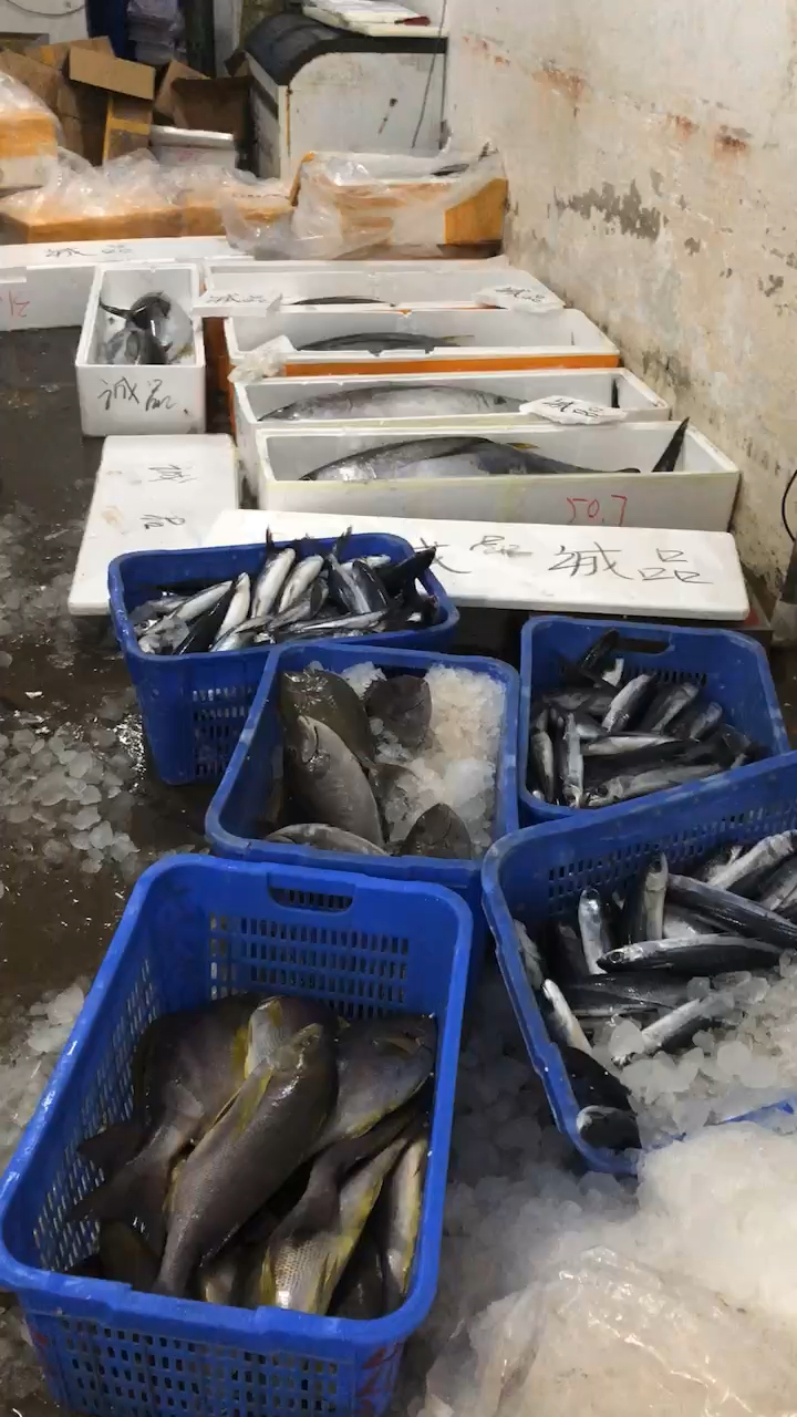 #金枪鱼#金枪鱼,飞鱼,伊佐木,黄鸡,剥皮牛,池鱼王,刺身鱼,日料食材,寿司拼盘