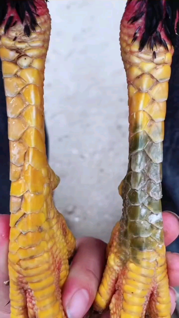 #斗鸡#阴阳脚斗鸡越南斗鸡