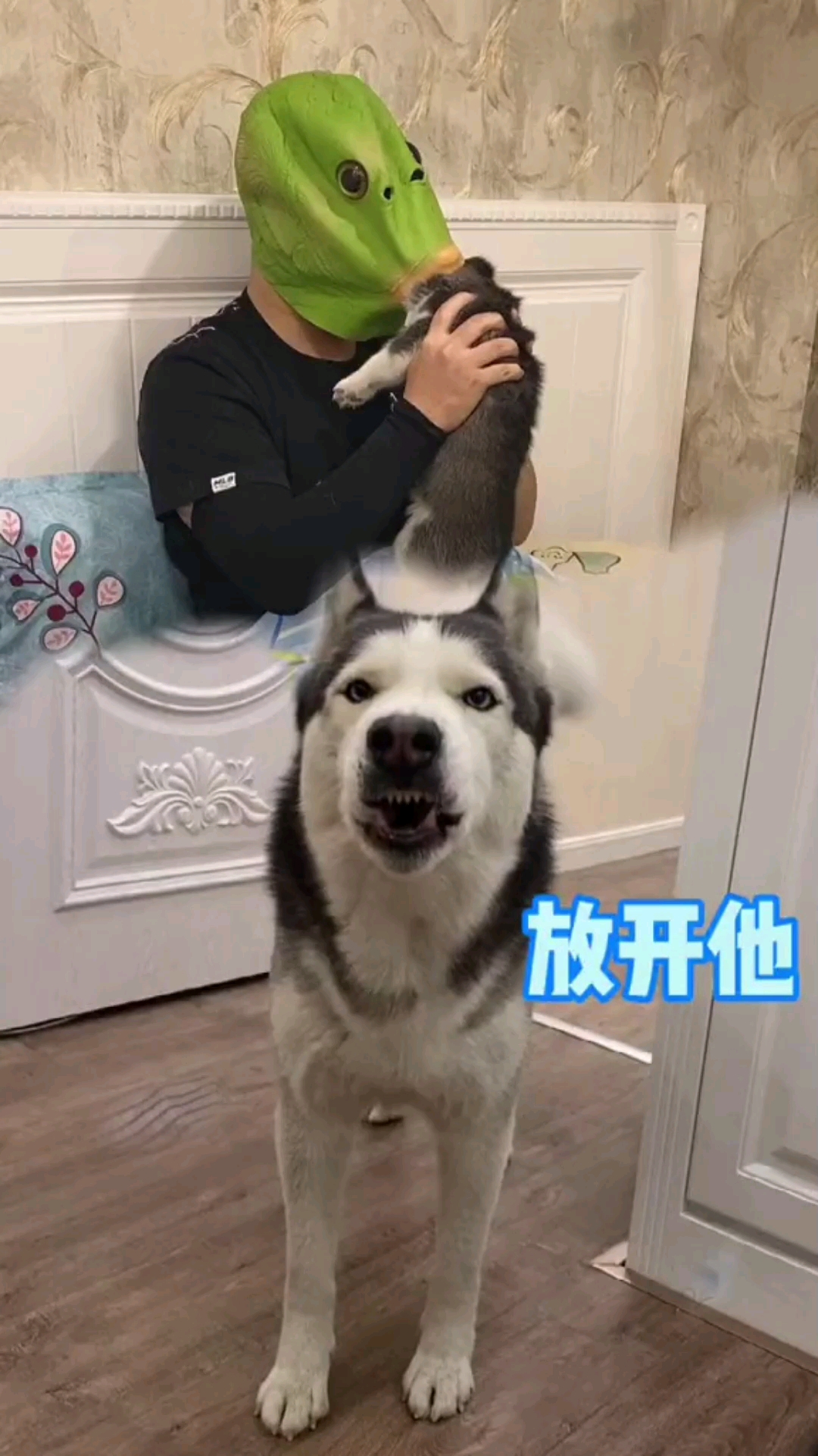 当我带上鱼头,头套和小狗玩时候,狗子是这样的表情