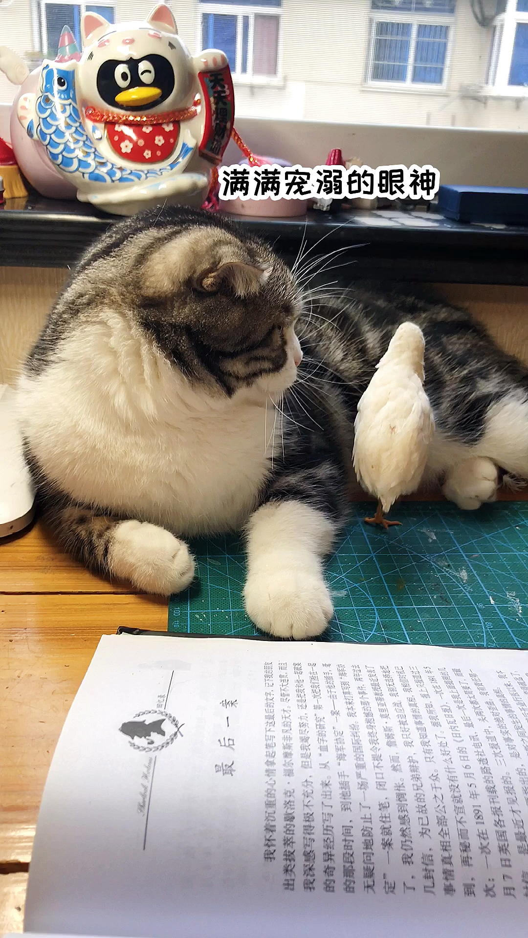 #家有猫咪#陪着陪着小鸡就长大了