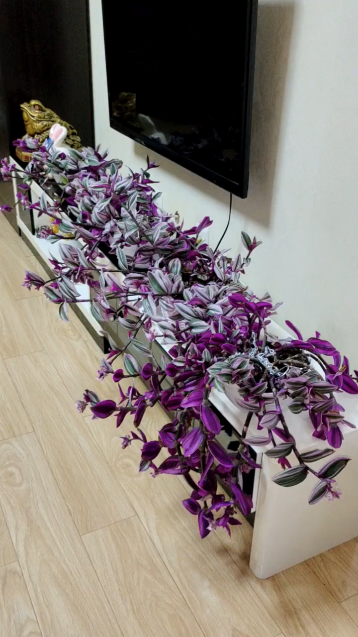 怎样才能养好油画婚礼吊兰?