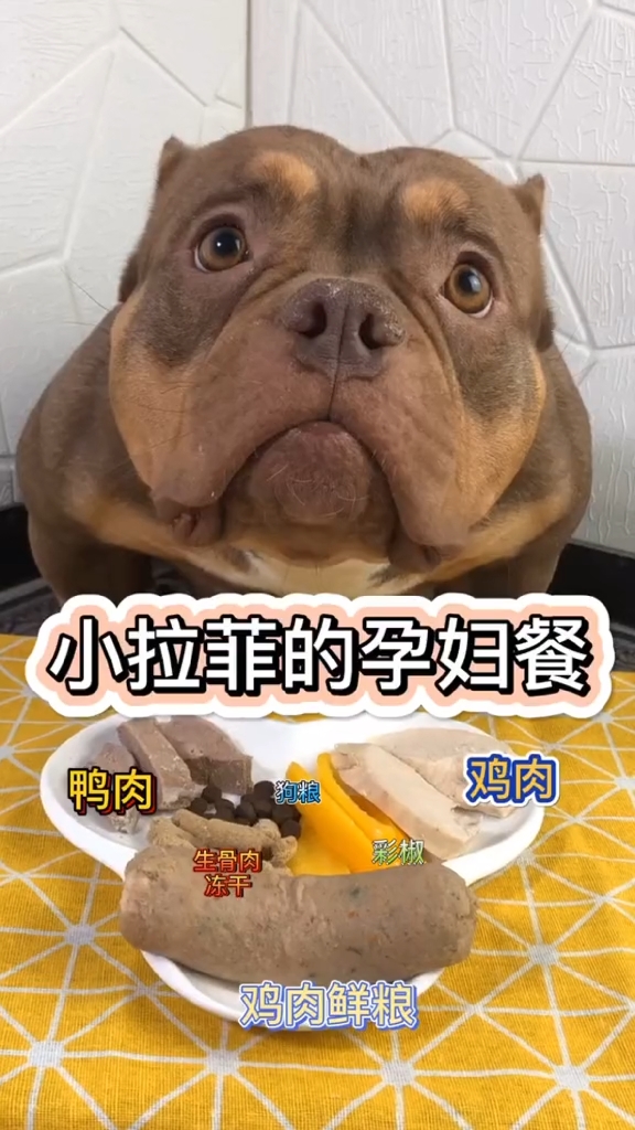 #家有萌宠#已经接近预产期了，对小拉菲的饮食也越来越严格了