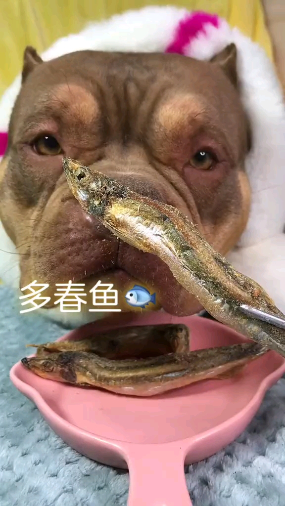 #家有萌宠#有人知道什么是多春鱼么？