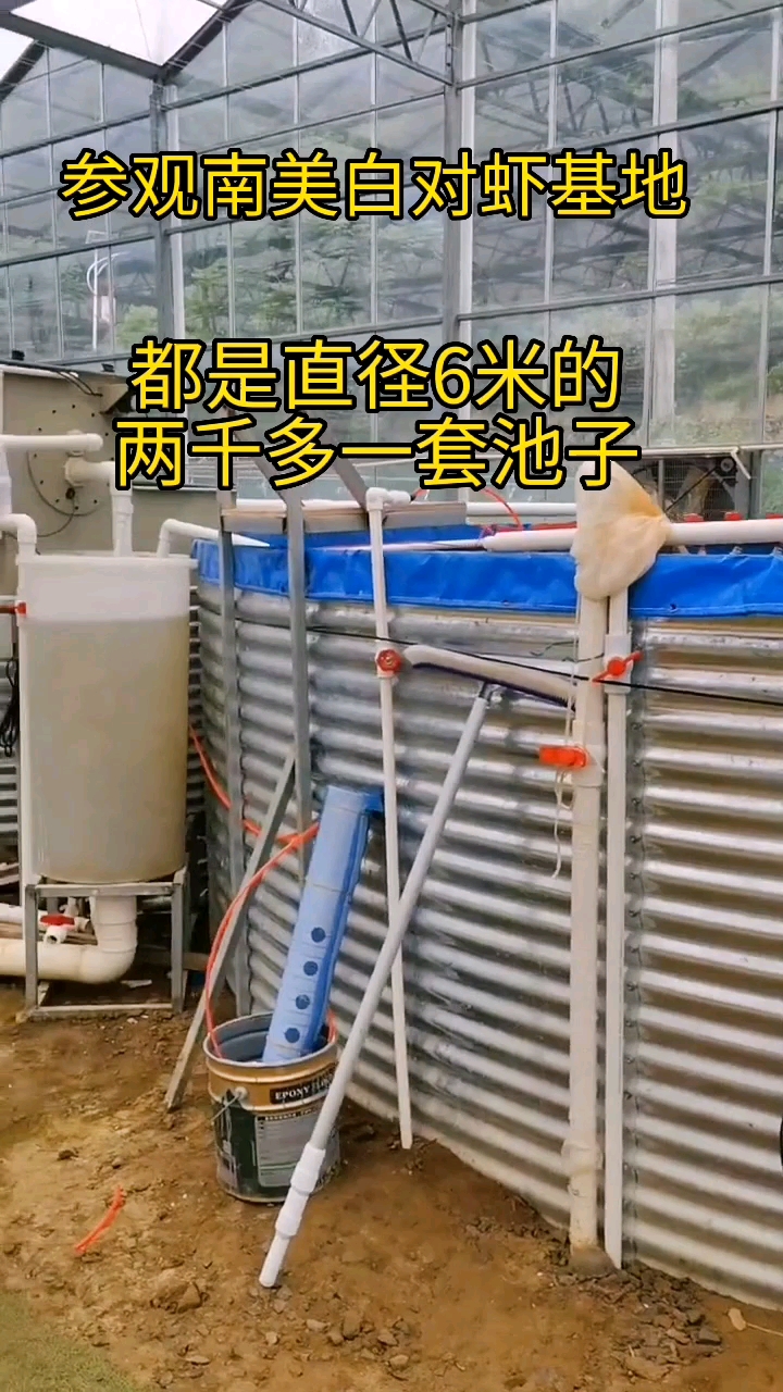 #农村生活#参观南美白对虾养殖基地
