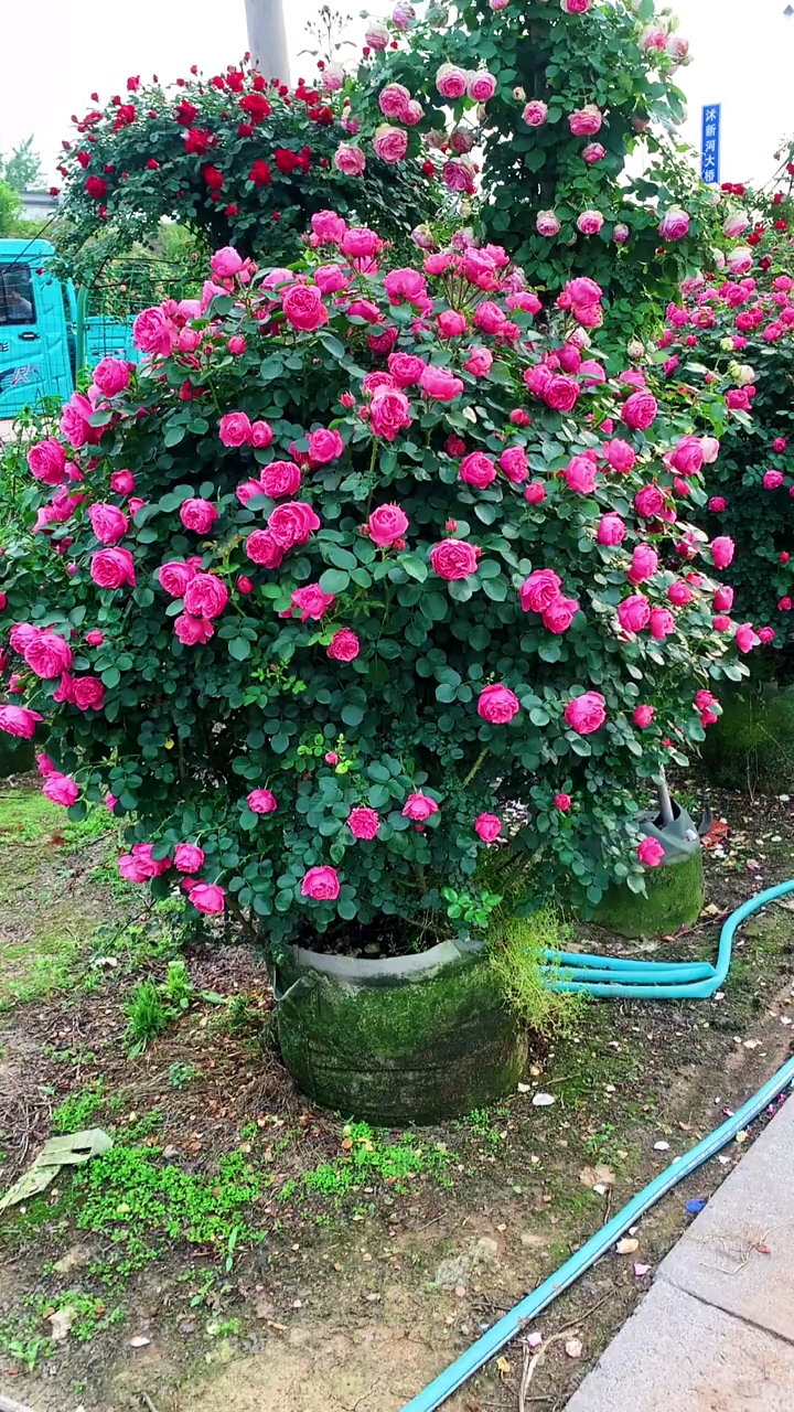 藤本月季做出的成品花球,花量多,花期长,多季循环开花