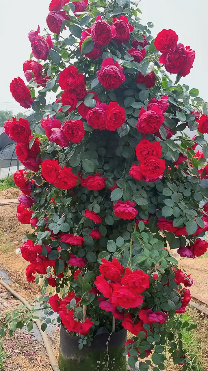 藤本月季弗洛伦蒂娜花量超多红红火火适合做拱门花墙花柱等造型-度小