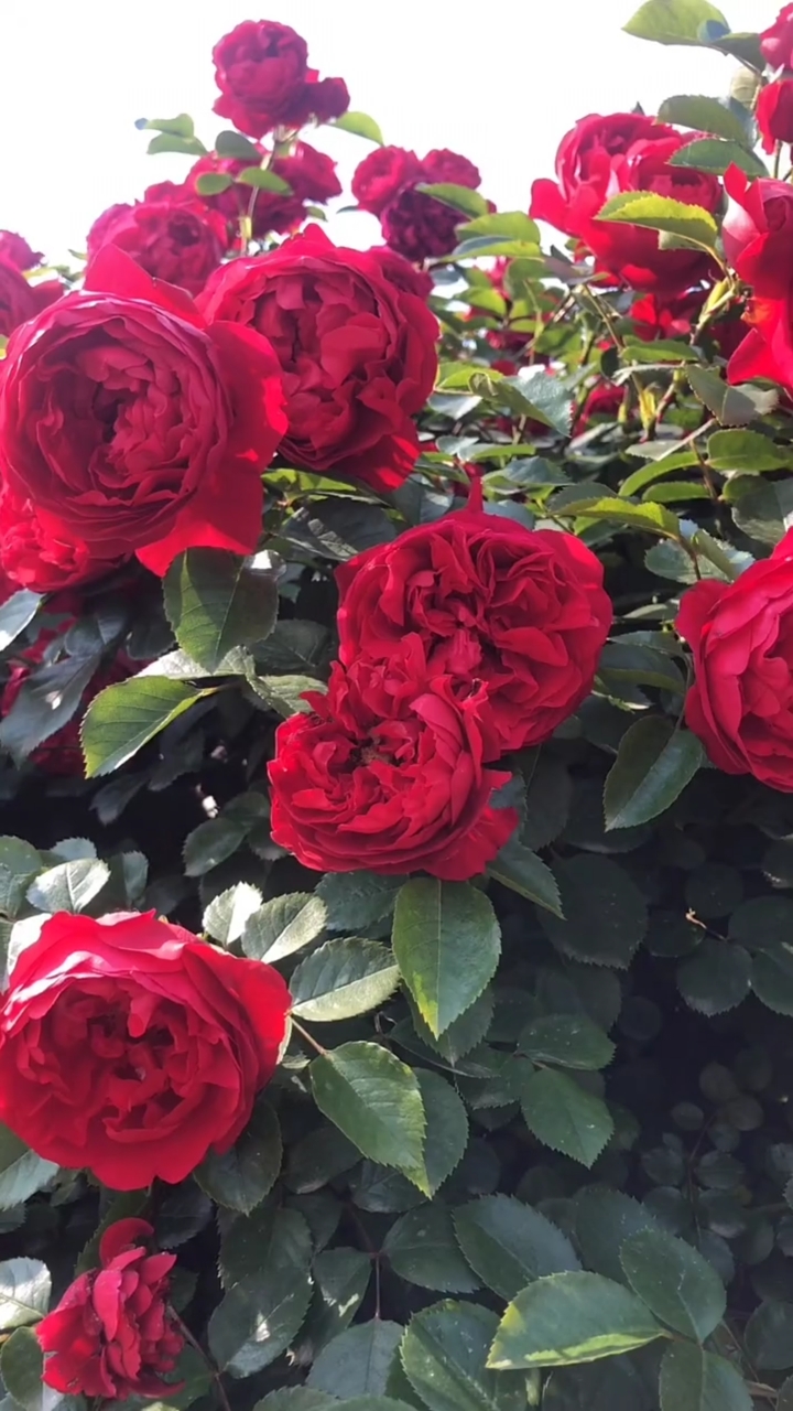 藤本月季红色龙沙宝石,适合做拱门,花墙,花柱等