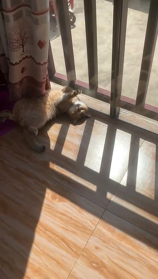 见窗边有太阳,就跑去晒太阳