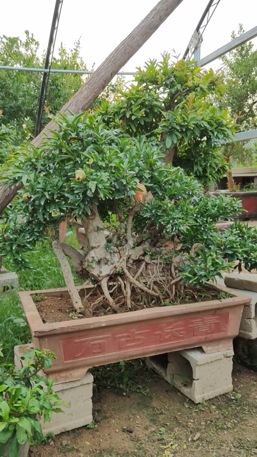 别墅设计#提根老桩大红袍石榴,根盘粗壮枝叶繁茂,喜欢盆景关注我呦