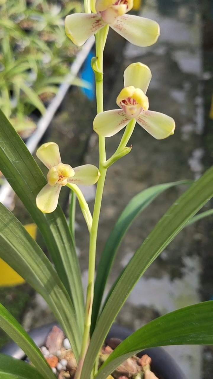 乡村生活#建兰黄一品八大名品之一开花了