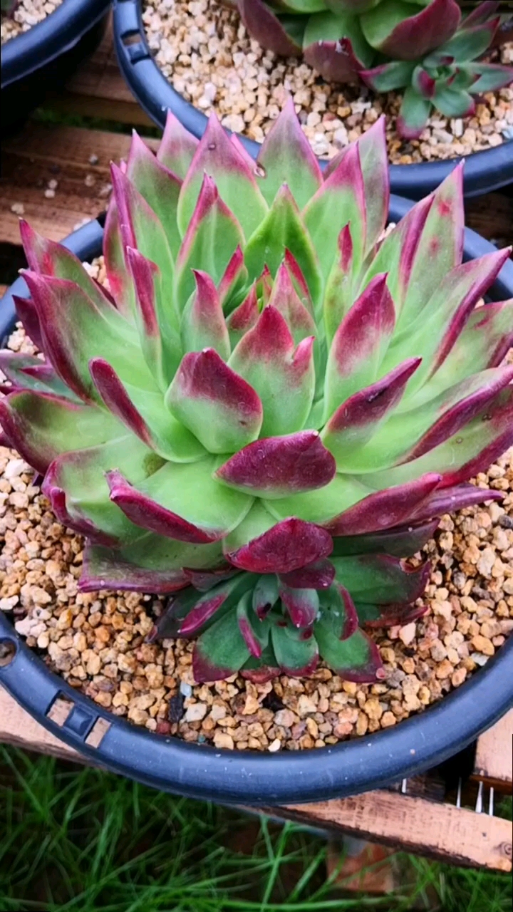 有一种可爱叫多肉!#弗兰克就是这么容易红,这是遮阳网下的上色效果!