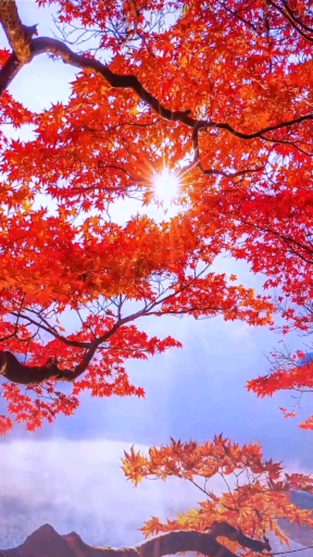 最美的风景秋风瑟瑟红叶似火天高云淡叶落归根