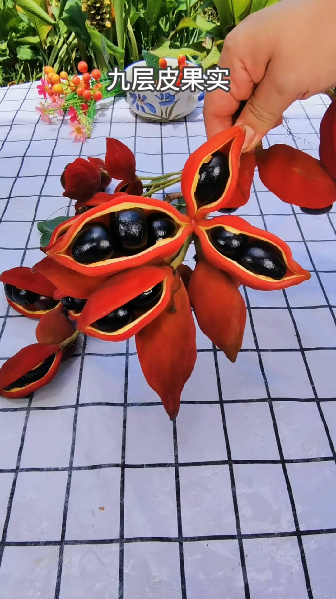 家乡特色美食#九层皮果,有人认识吗?类似板栗