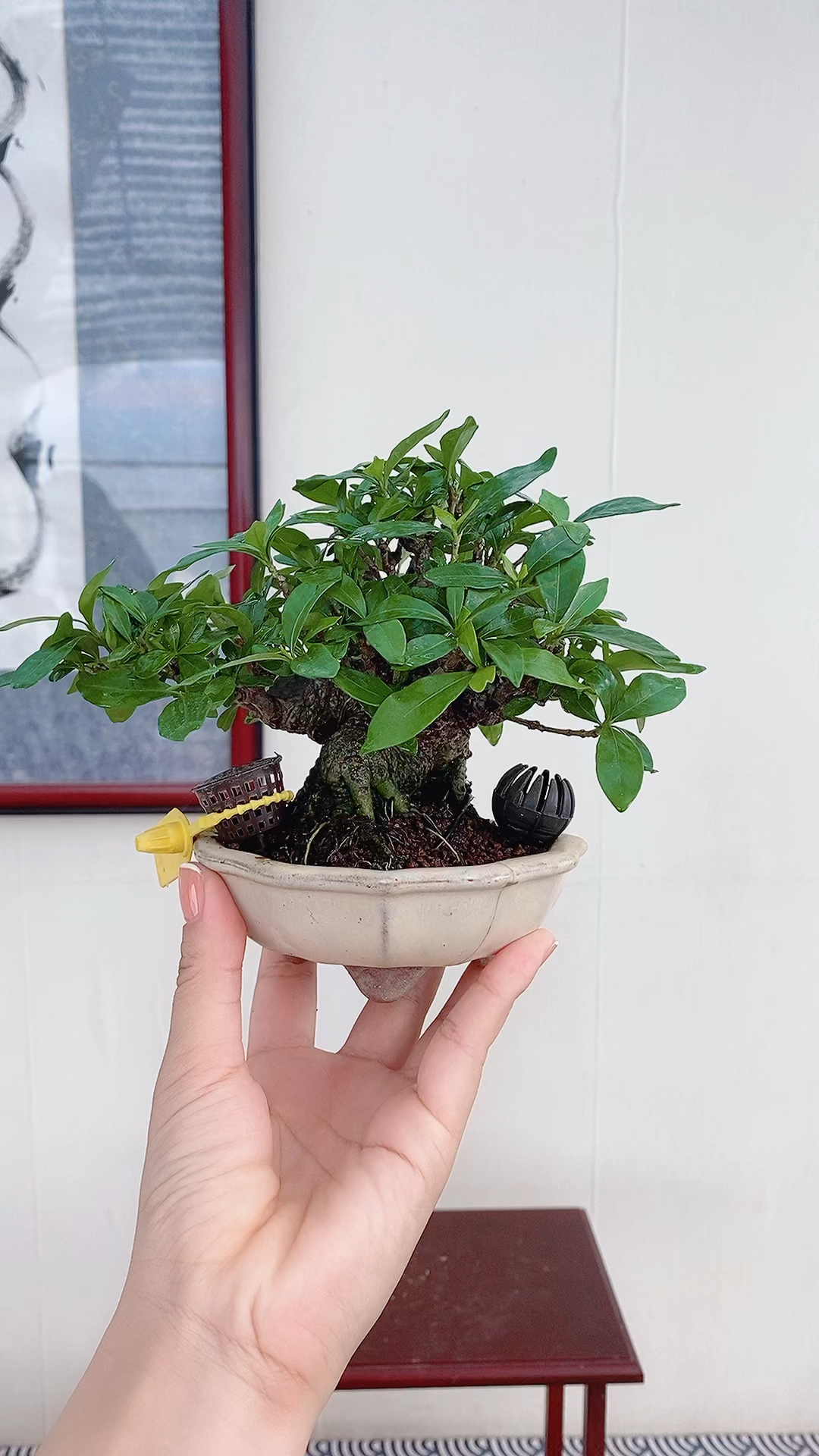 矮霸进口栀子花,一桩过万