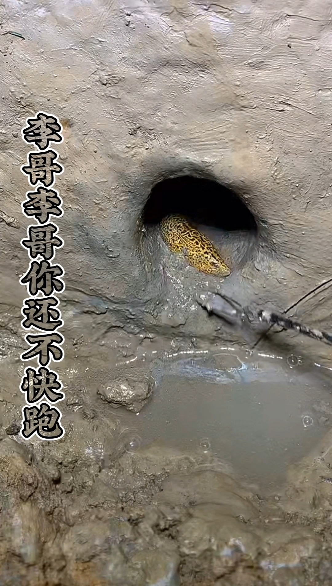 记录生活#抓黄鳝抓黄鳝抓黄鳝