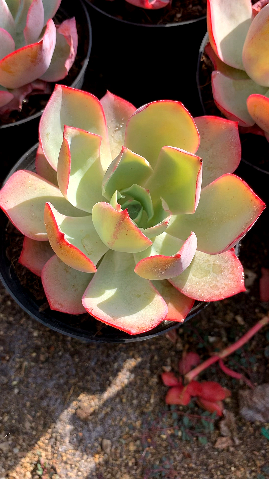 #多肉植物#白玫瑰