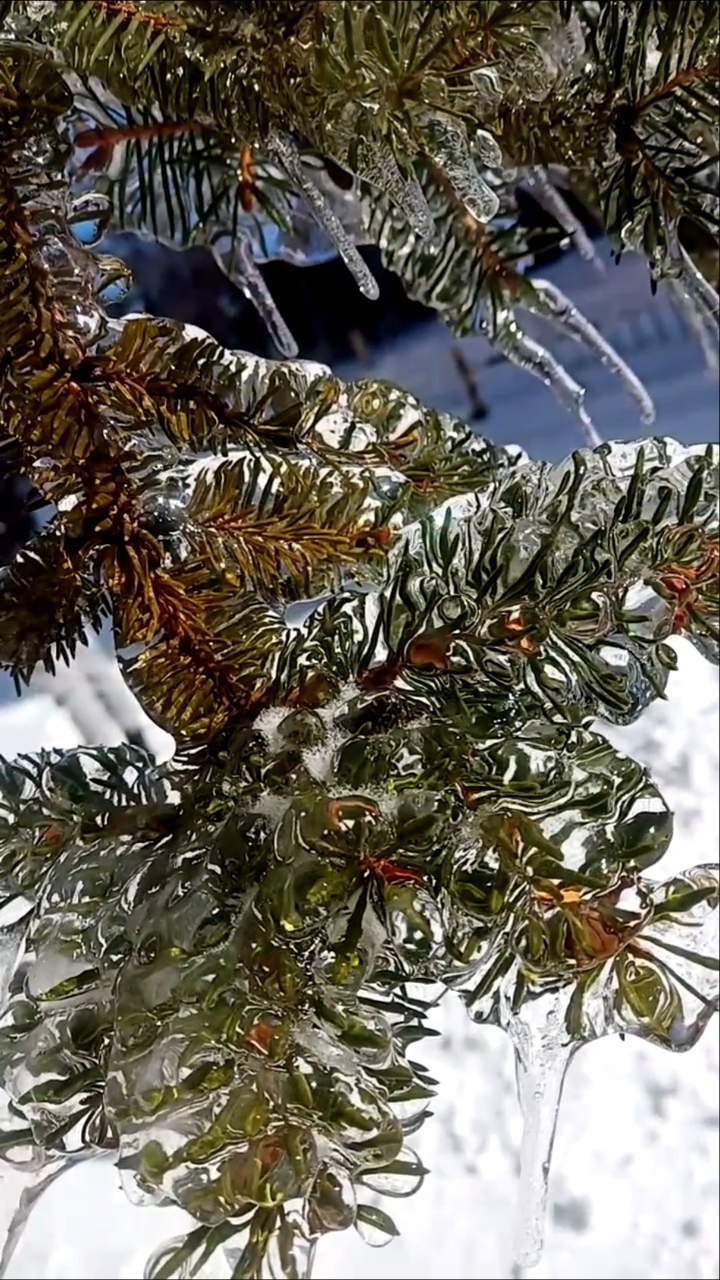 东北最美的季节莫过于冬天,不过今年第一场雪来的如此美妙!