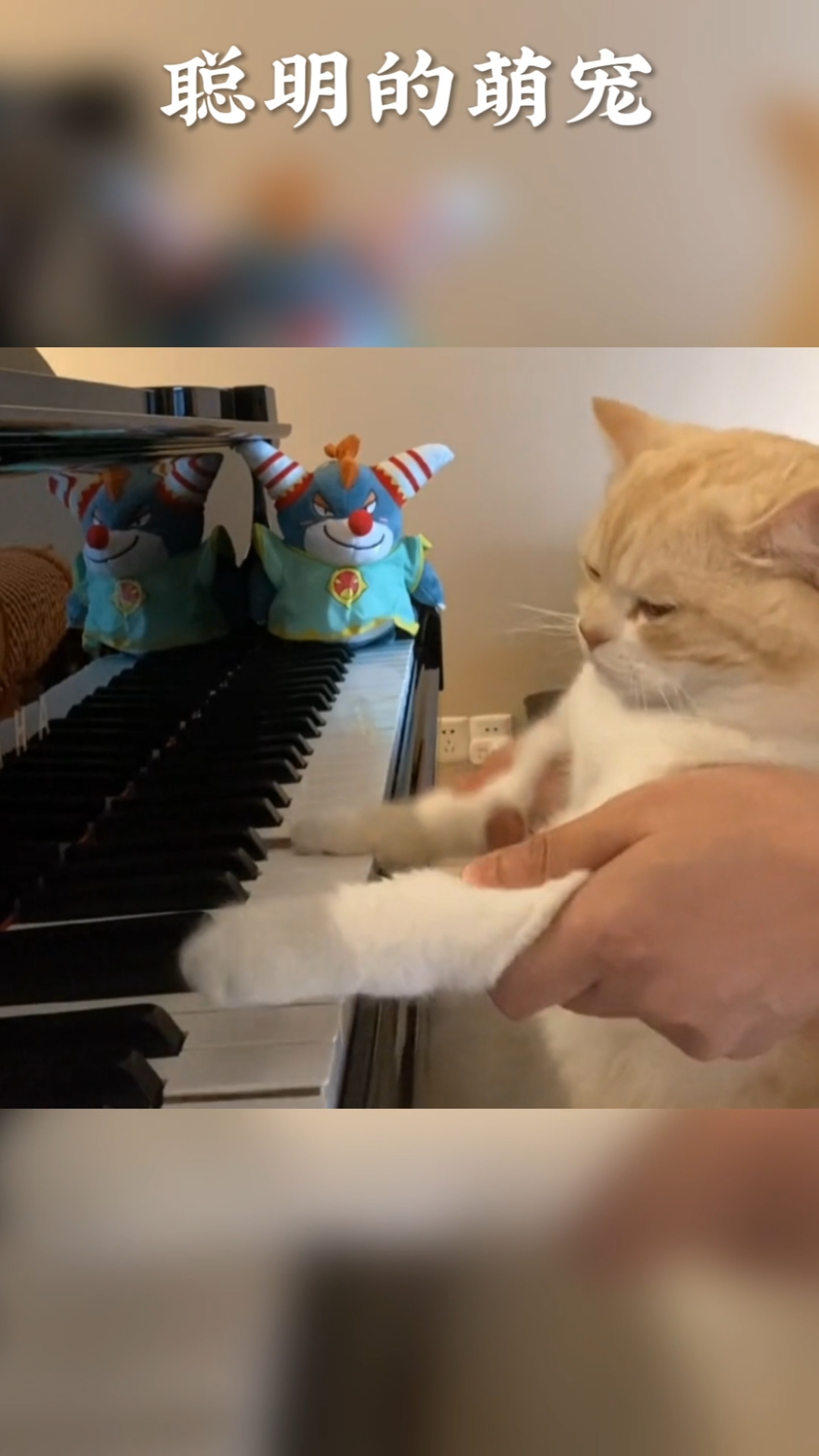 搞笑视频#会弹钢琴的猫咪眼神太高冷了