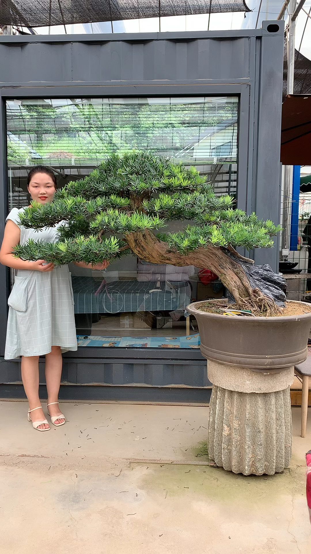 悬崖造型罗汉松盆景