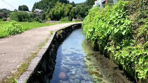 日本郊区路边的小渠水质清澈的让你难以置信