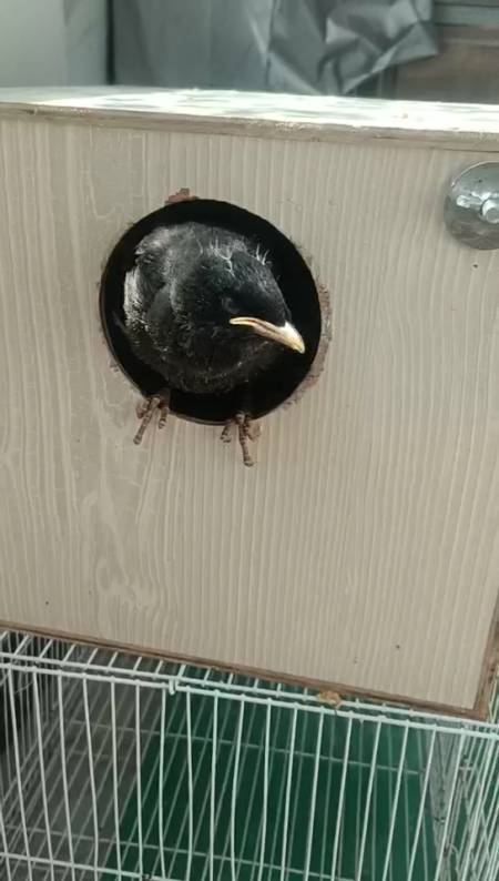 出窝了#八哥#黑八#幼鸟#雏鸟#头窝黑八幼鸟活