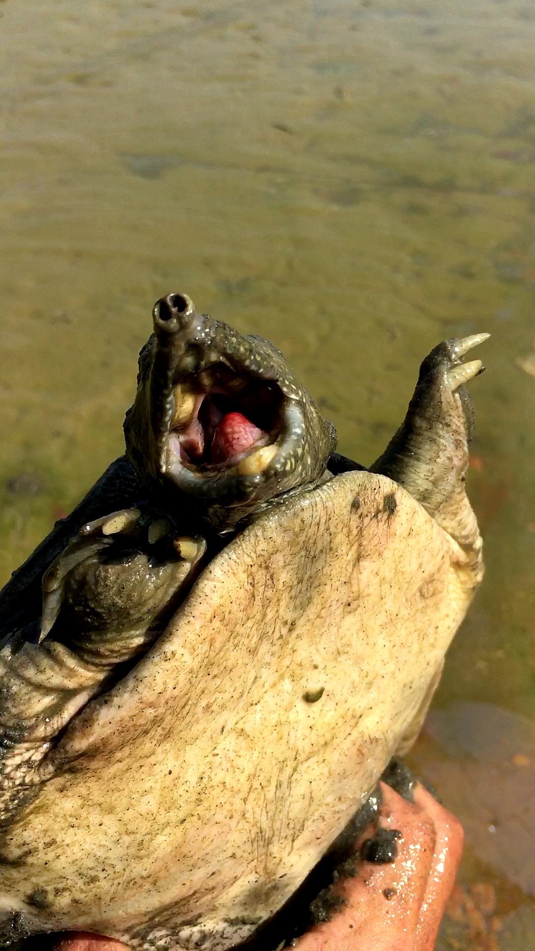 野塘抽干水抓到一只大甲鱼很轻松就抓到