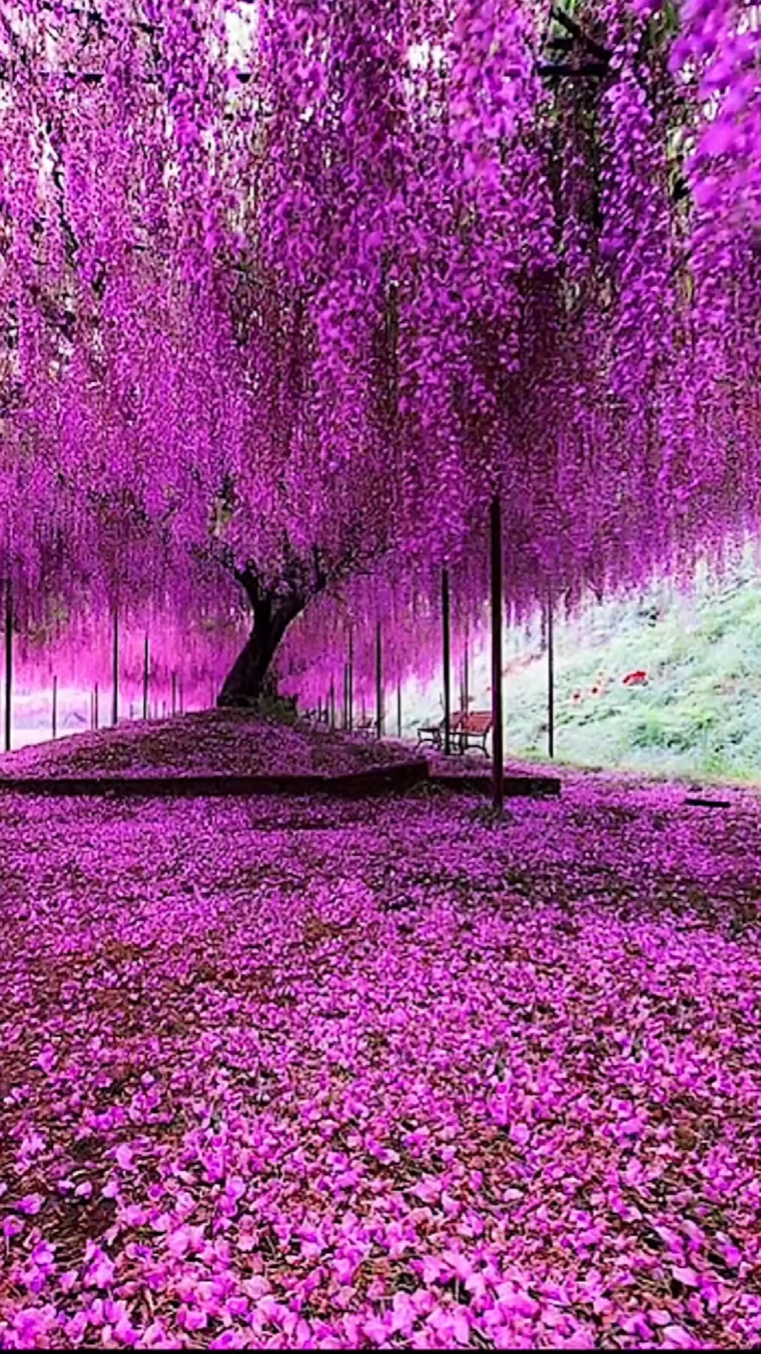 音为有你#美丽的大自然景色