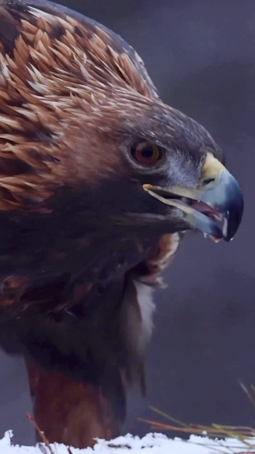 探纪自然#金雕是猛禽中体型最大鸟类,有及其敏捷的飞行能力,以中大型