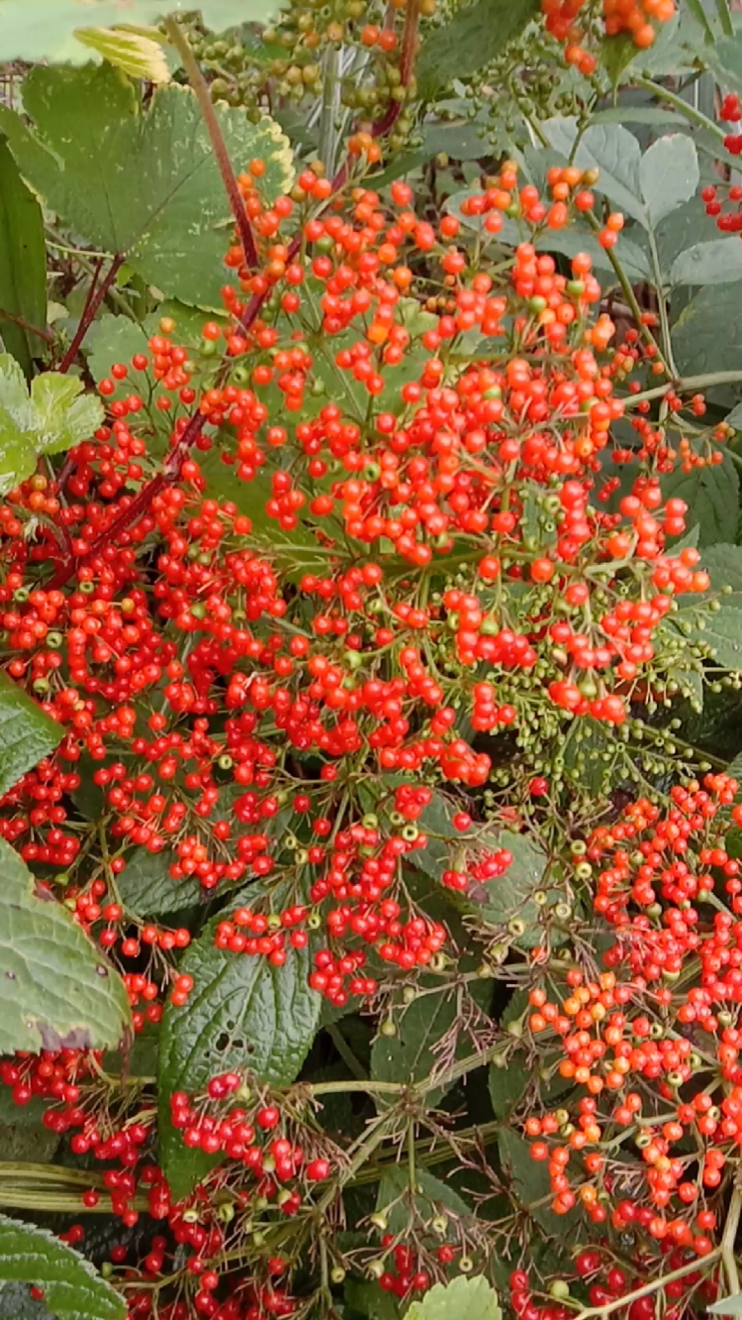 接骨草果子成熟了啦!