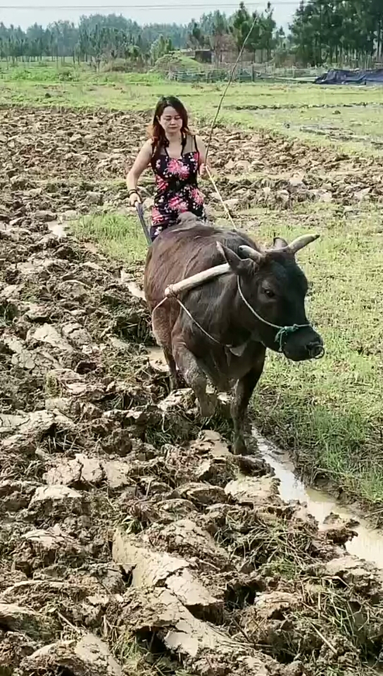 家乡的特色美女又会做菜又会耙田