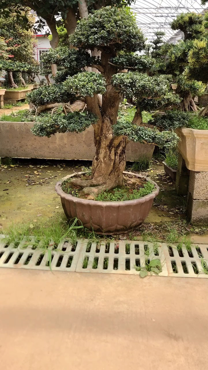 百年红芽珍珠罗汉松