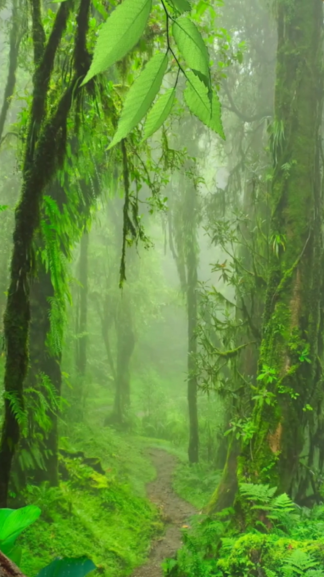 最美不过这里,绿色的林荫小路