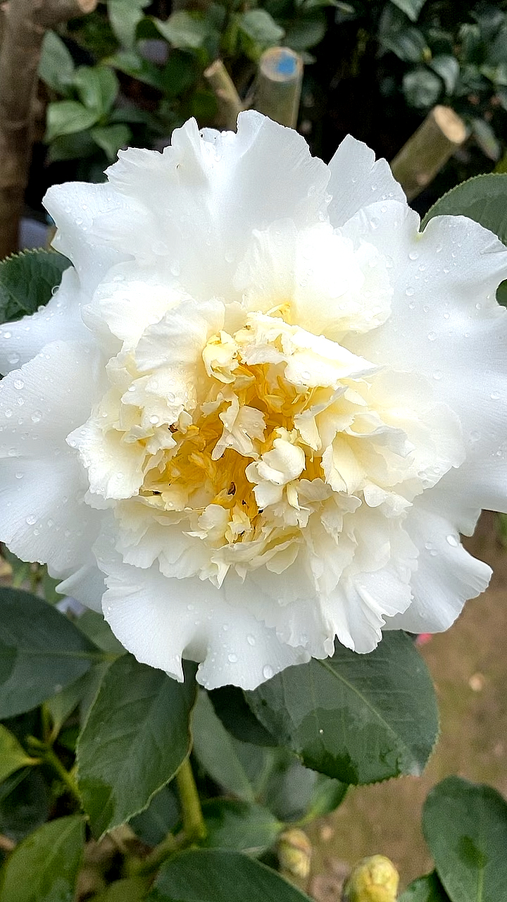 洁白无瑕,花大色艳,白天鹅茶花开品鉴赏!