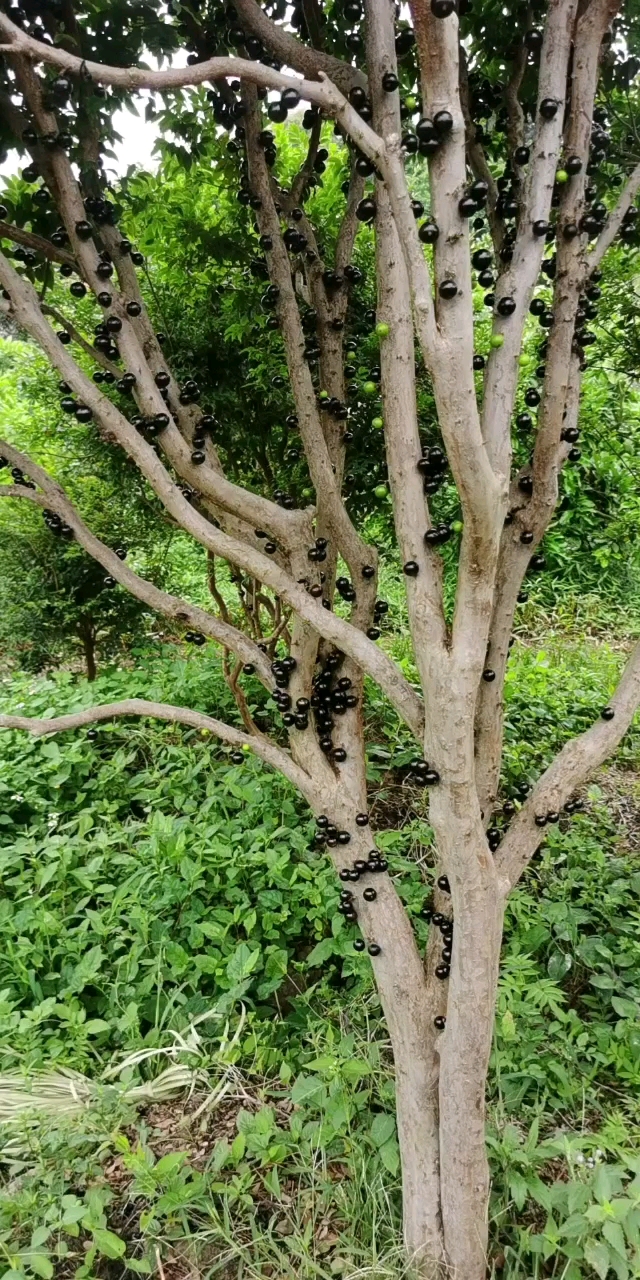 树葡萄苗价格,福建漳州树葡萄果树苗农场