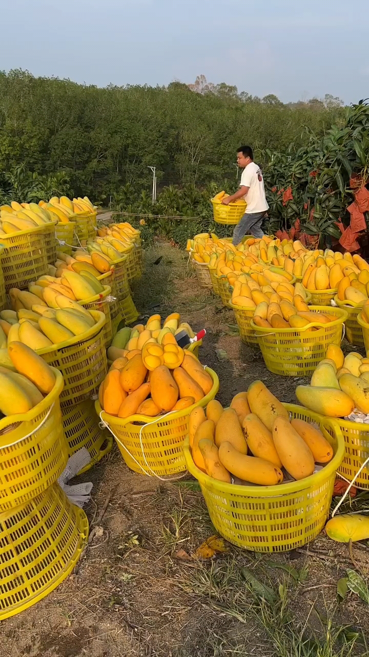 金煌芒"果园直发